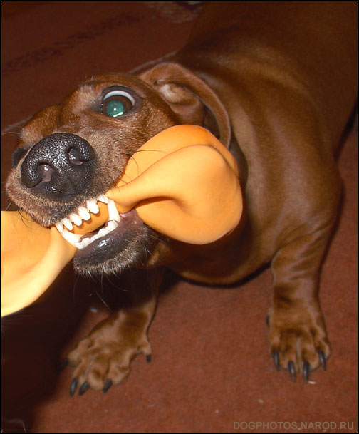 Angry Dachshund photo